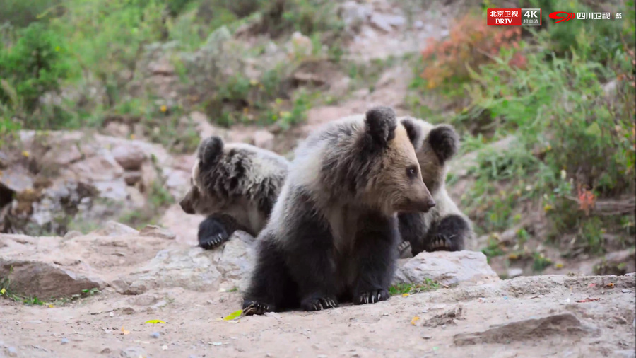 D:/A 威联/熊猫奇遇记2/稿件/12.5/EP02播前预热稿件配图-北京卫视/藏马熊幼崽.jpg藏马熊幼崽