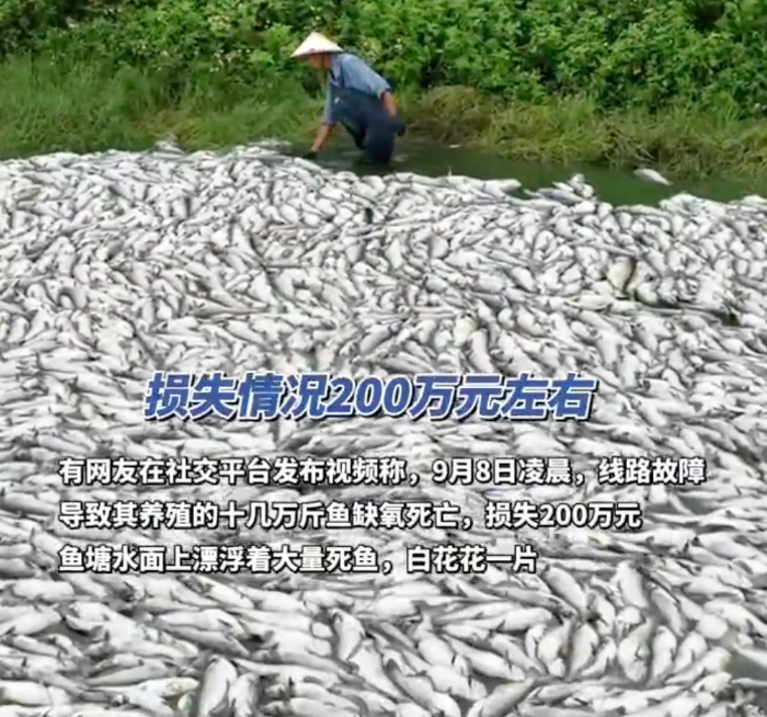 广西一水产公司大量鱼类死亡：十几万斤鱼死亡白花花铺满鱼塘 - php中文网