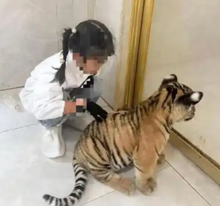 幼虎咬伤女童或与动物卡通化有关系是怎么回事？详情介绍 - php中文网