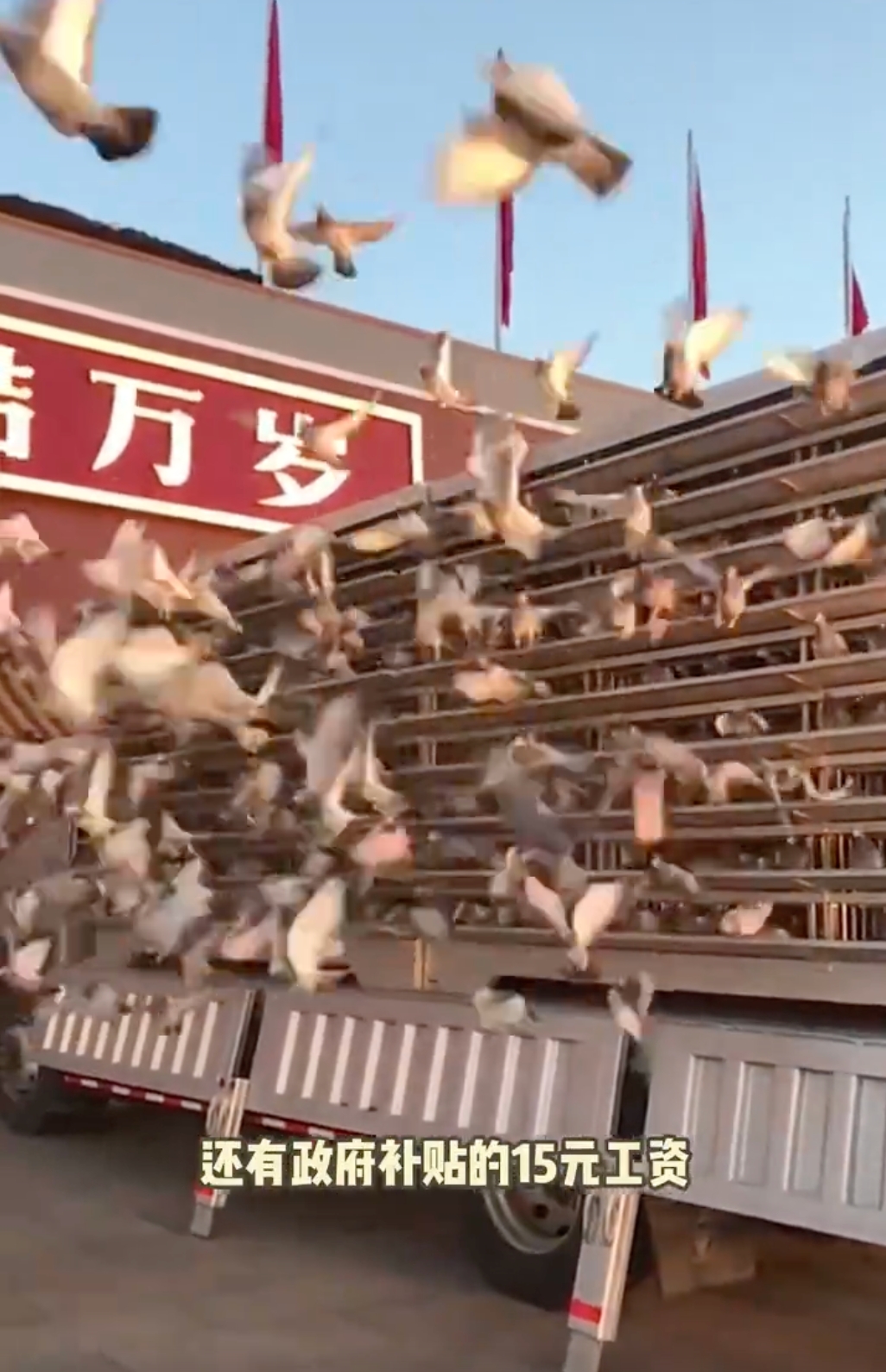 和平鸽每只有15元“工资” 最快的鸽子四分钟飞回家