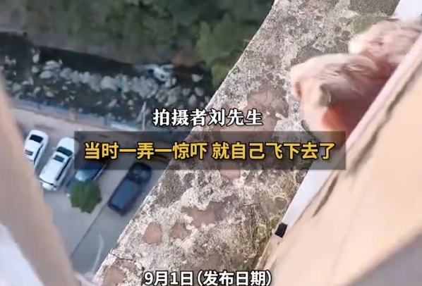 3只飞鼠19楼跃出上演“翼装飞行”是怎么回事？详情介绍 - php中文网