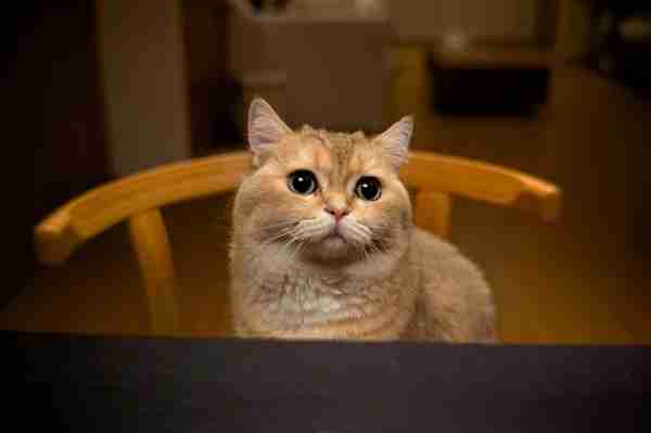 小米模块光学系统实拍样片来了：定制M4/3大底 手机秒变专业相机